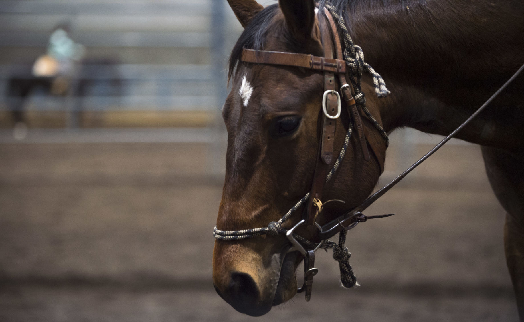 Penn State Horse Training Class, Tango